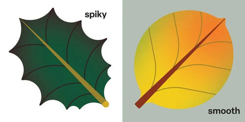 Spring Street Touch and Trace: Opposites by Boxer Books