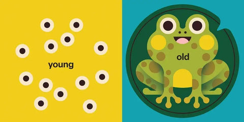 Spring Street Touch and Trace: Opposites by Boxer Books