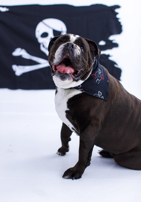 Briggs Pet Bandana - Birdie Bean